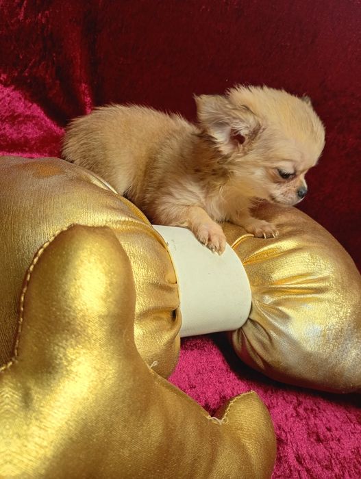 Super mini sunia xxs chihuahua