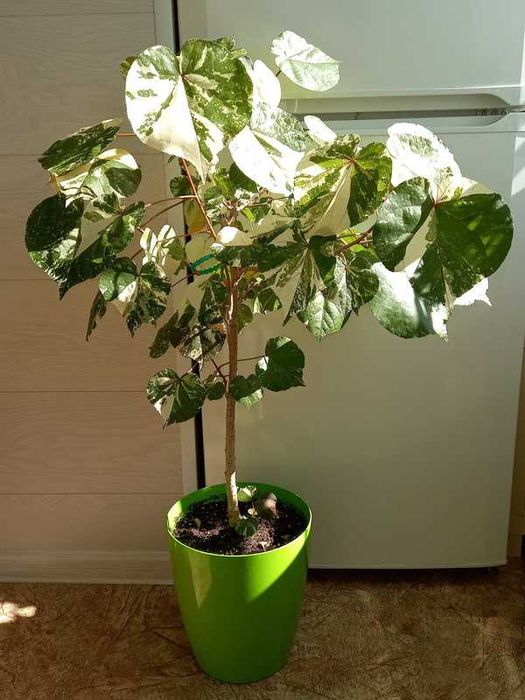 Гібіскус липовидний