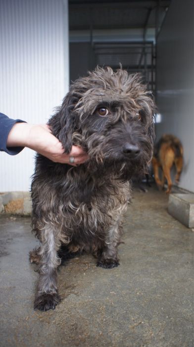 Black - cão para adoção