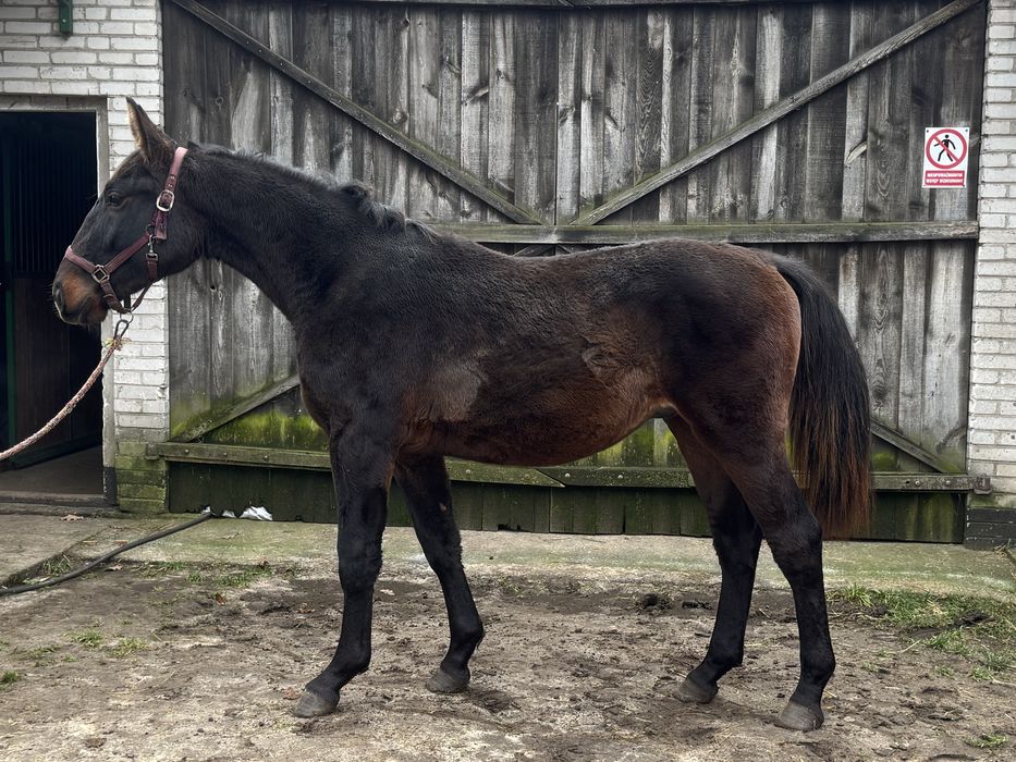 Wałach rasy śląskiej po gierze Rodos