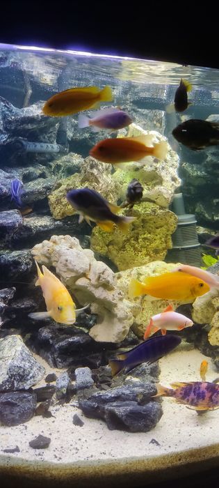 Wapień filipiński 12kg