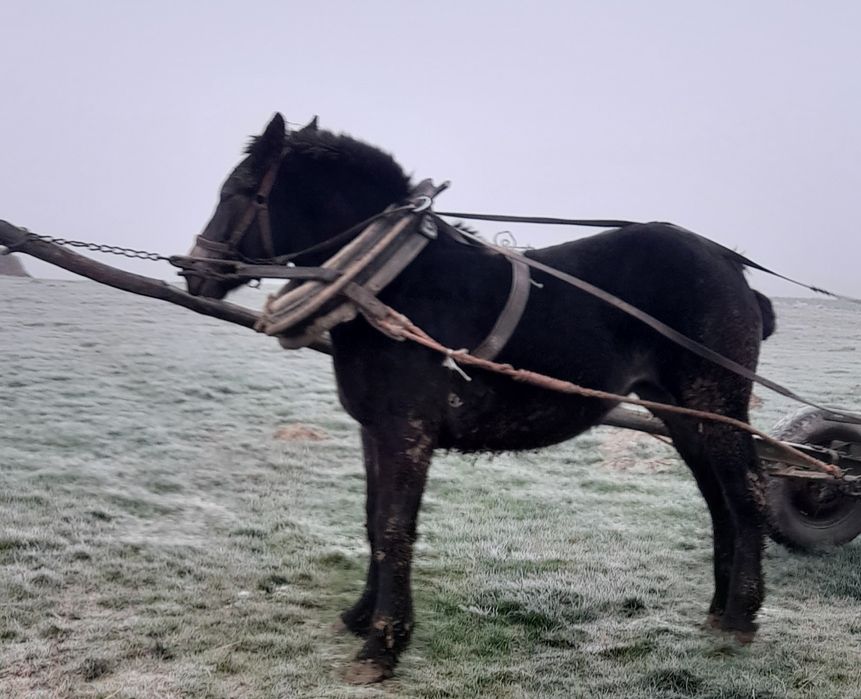 Zrebica zimnokrwista