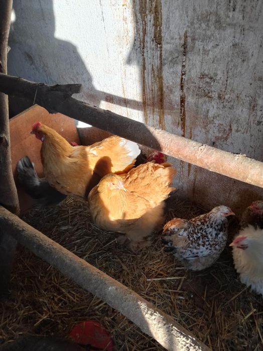 Sprzedam parę kochinów olbrzymów