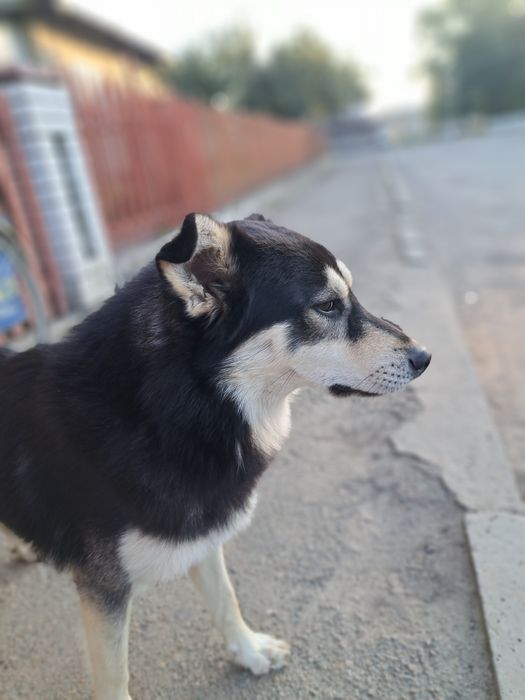собака шукає родину