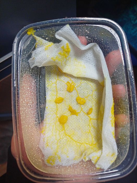 Physarum polycephalum, Badhamia polycephala - śluzowiec Day Walker