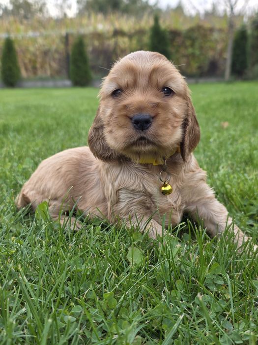 Sliczny szczeniak cocker spaniel
