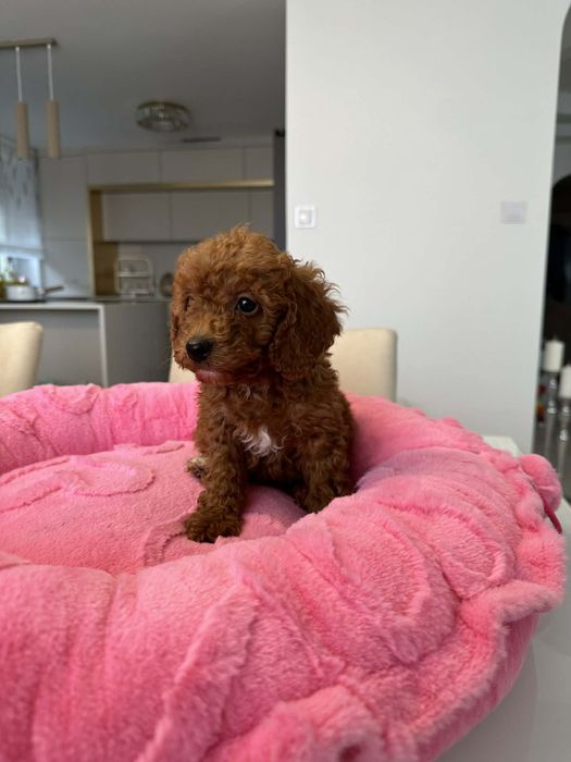 Sunia Pudel miniatura