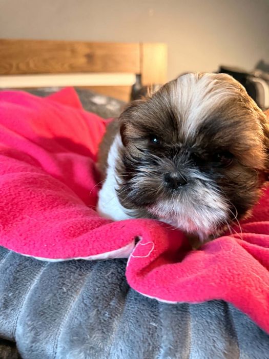 Urodziwy chłopczyk shih tzu