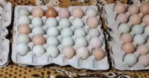 Опт инкубационное яйцо мясо-яичные микс, Адлер серебристый