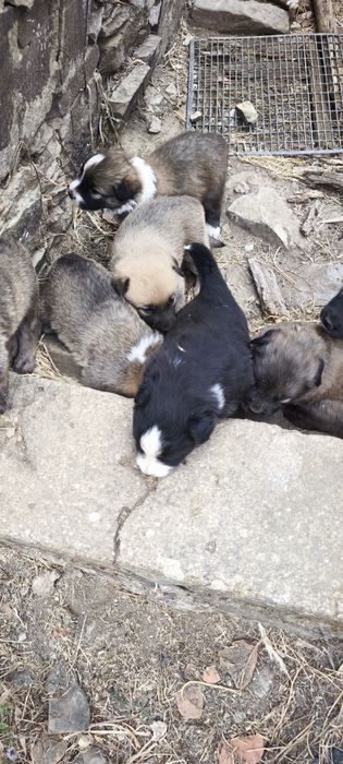 Cães para adoção
