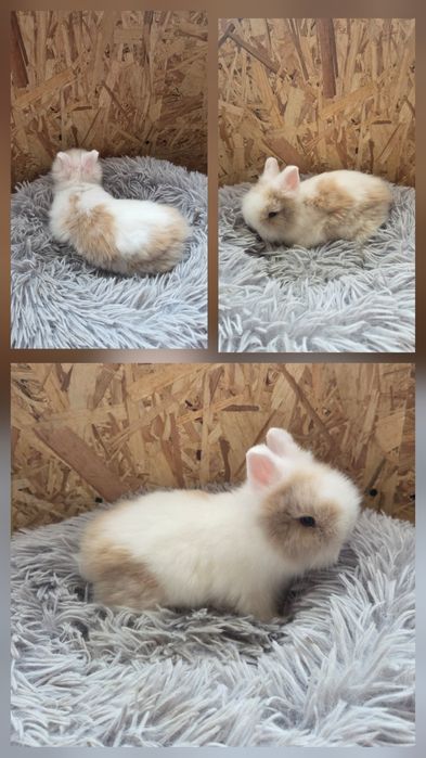 Karzełki Teddy Mini