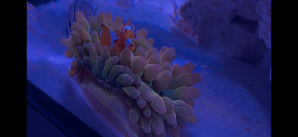 Ukwial Quadricolor rainbow