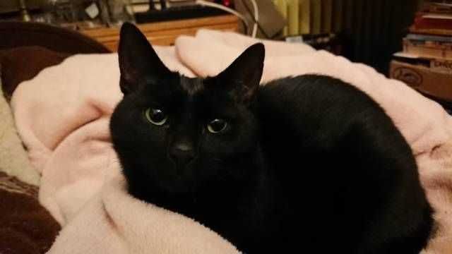 Petsitter, opieka nad kotem