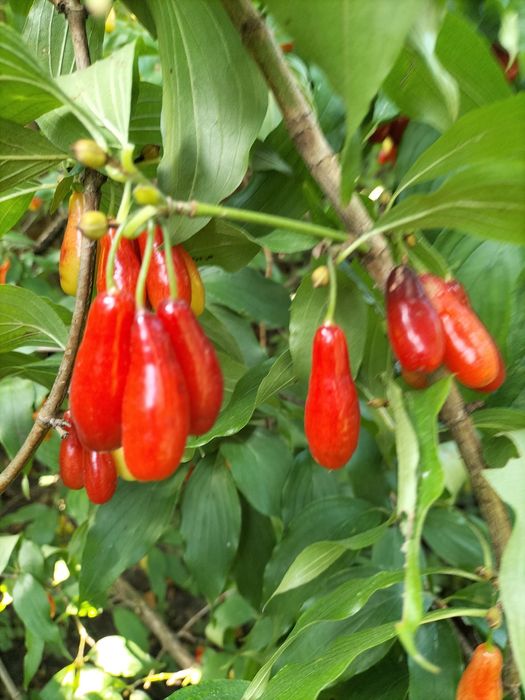 Саджанці малина ожина інжир полуниця саженцы малина клубника ежевика