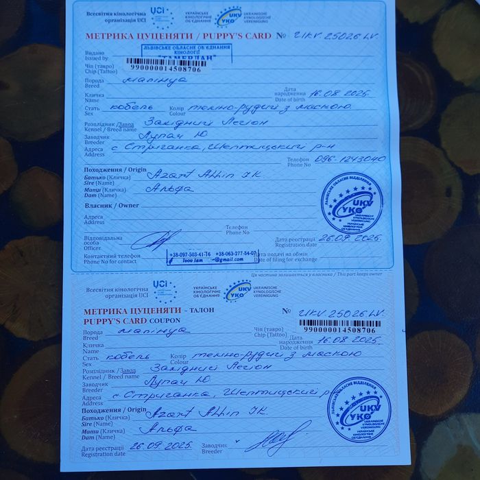 Бельгійська вівчарка