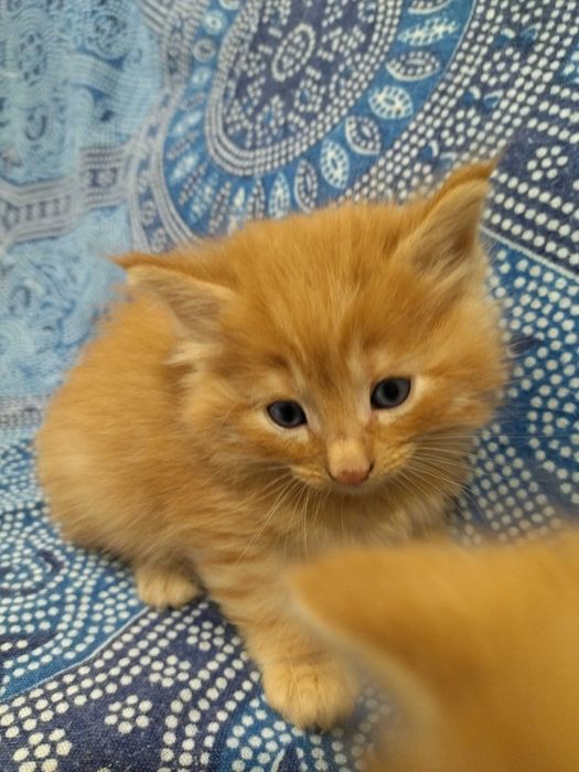 Gatinho Bosques da Noruega