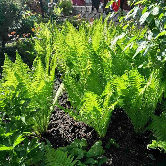Папороть декоративна садова