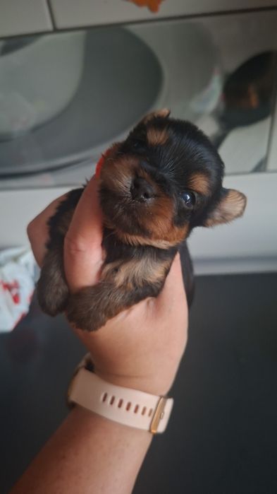 Yorkshire terrier
