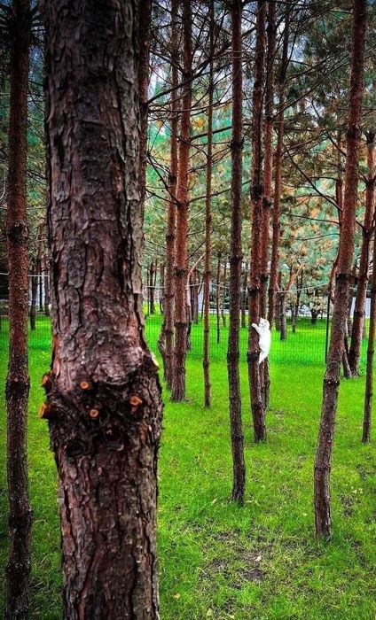 ТОП-продаж. КМ Сhaletvillе. Дім в оточені лісу. єОселя. Без%