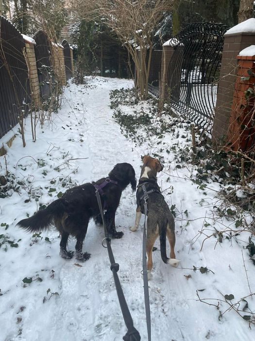 Oddam pieska Za darmo