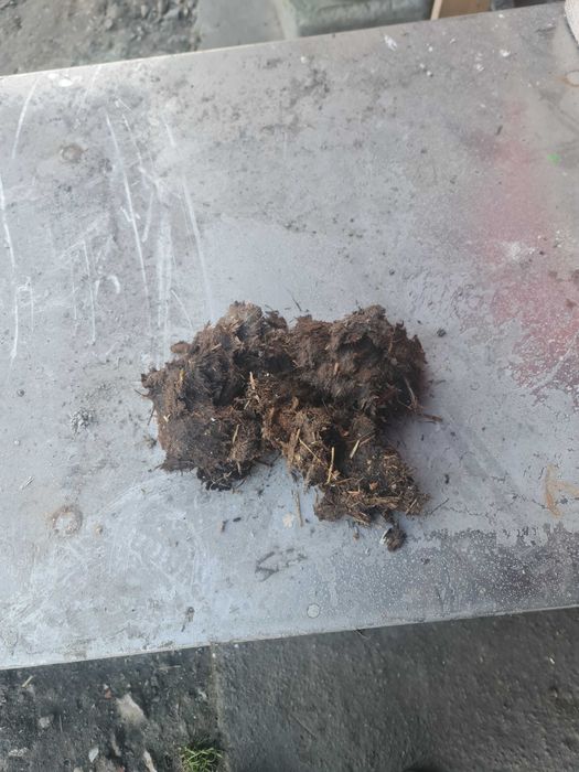 Obornik koński bardzo dobrze przerobiony