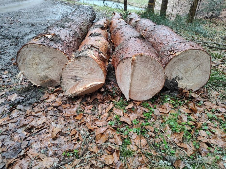 Sosna dłużyca, tartaczne w klocu, drewno  2m³ za 350zł