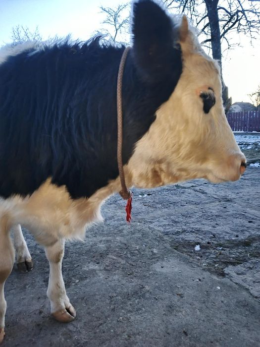 Продам теличку 1 рік і 2 місяців