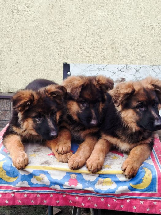 Довгошерстні цуценята німецької вівчарки