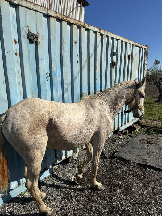 Egua Montada e engatada