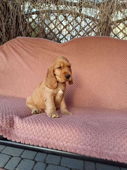 Cocker spaniel angielski Piesek !