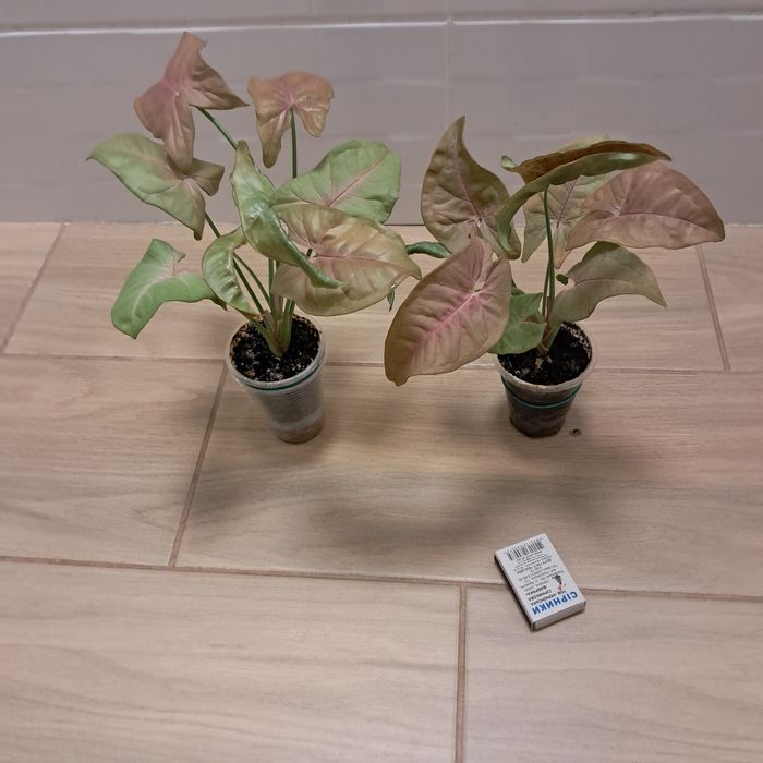 Сингониум  неон, манго, три короля . Взрослые, домашние. Недорого.