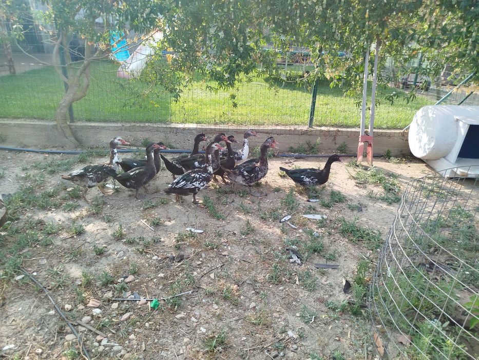 Ovos Galados Pintos, Frangos, Galos, Galinhas,  Fracas Patos Mudos