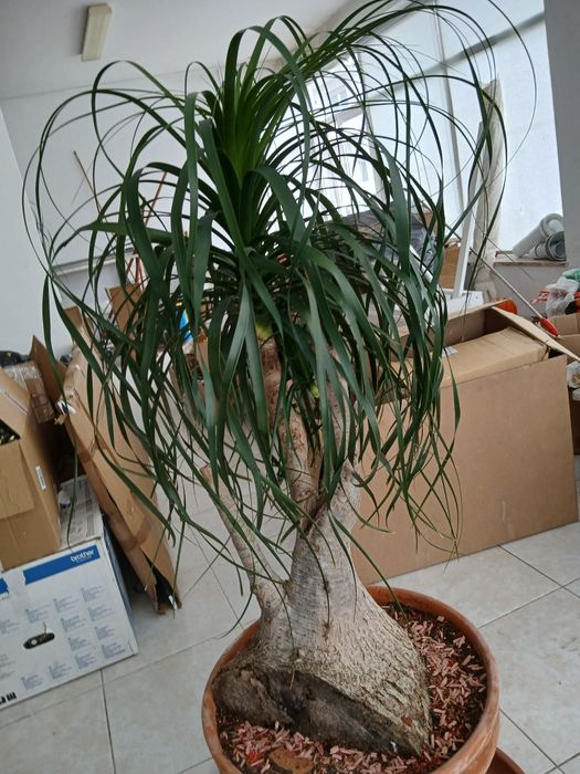 Planta Neolina Beaucarnea gigante e centenária maravilhosa. Bonsai maravilhoso.