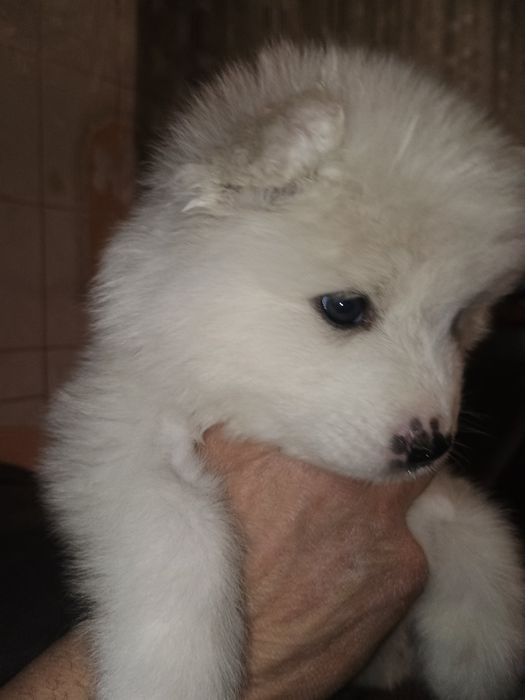 Цуценята самоїда