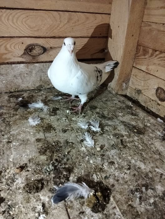 Gołębie staropolskie