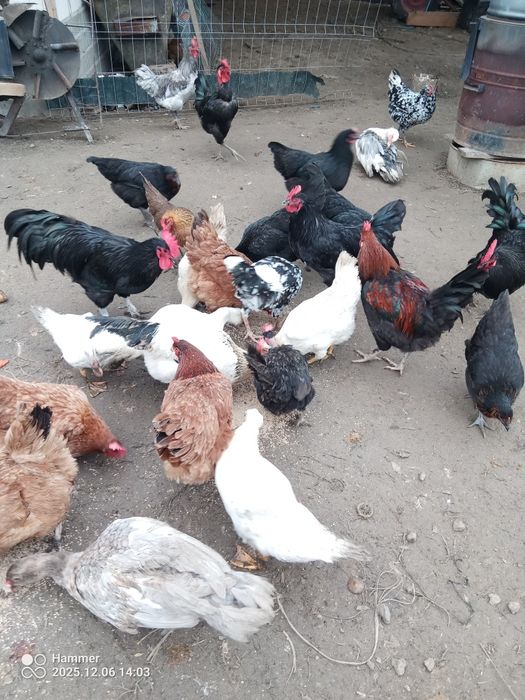 Sprzedam koguty Australorp i  mieszane