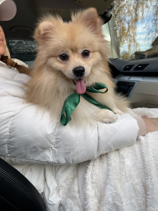 Померанські шпіци — Гарантовано закохаєтесь з першого погляду