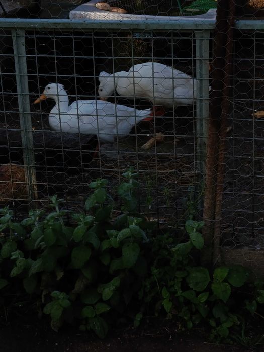 Gansos e patos Rouen