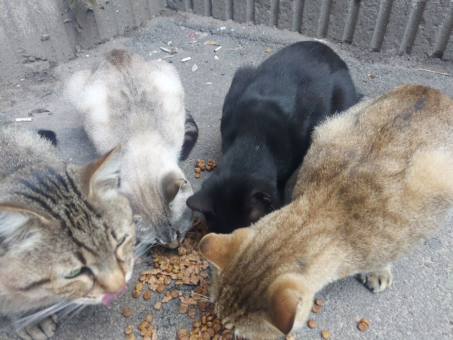Прилаштовуються котики
