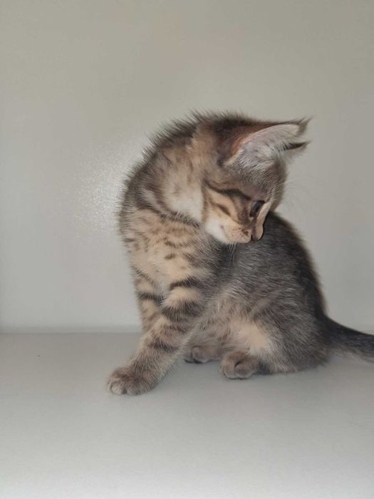 Кошенята британські