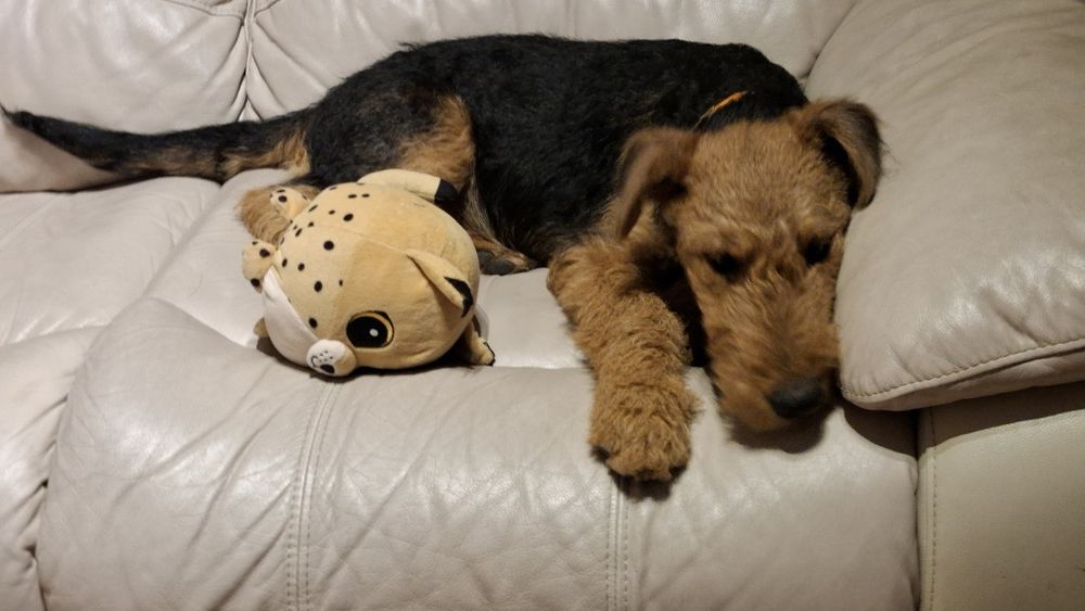 Airedale Terrier ZKwP FCI  pies