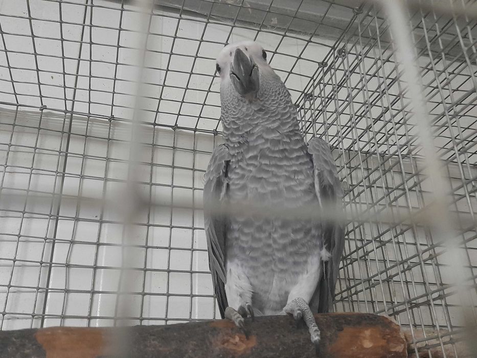Papagaia Cinzenta 2026 criada pelos pais