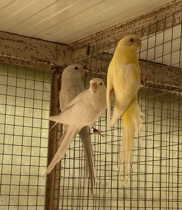 Red rumped  tres machos