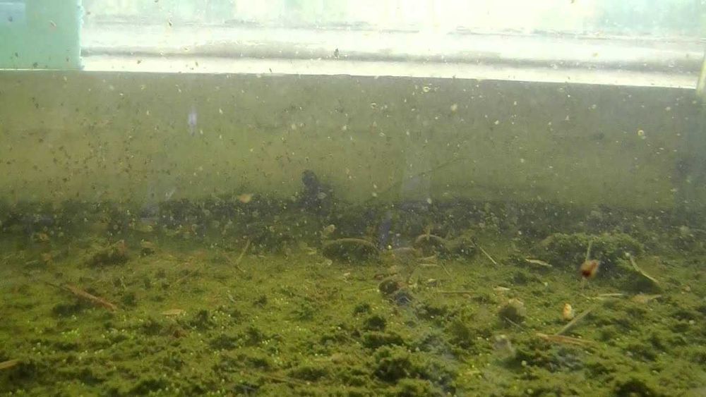 Коловратка, дафния живая моина, яйца артемии, гриндаль, корм, культура