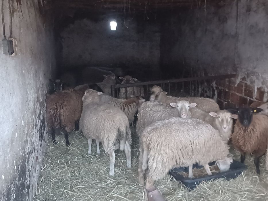 Owce barany jagnięta