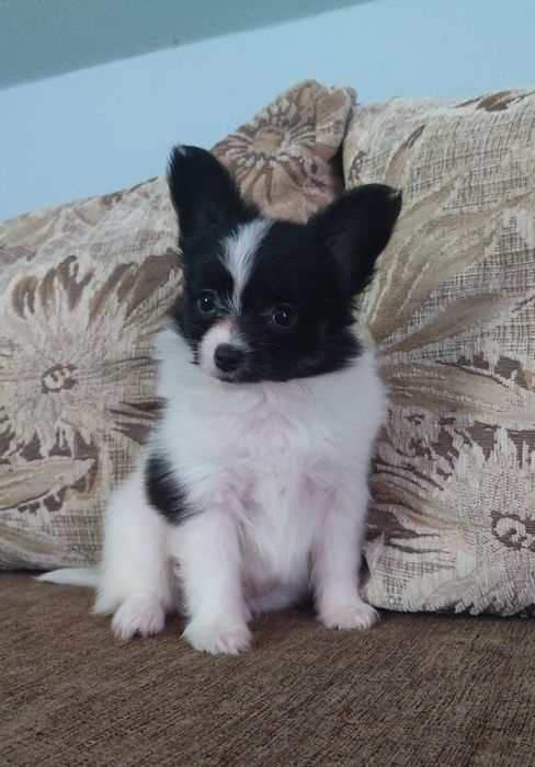 Spaniel kontynentalny miniaturowy Papillon - piesek ZKwP