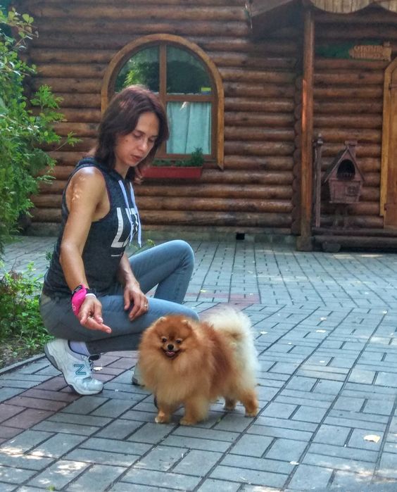 Вязка Померанский шпиц КСУ/FCI (отец импорт Англия kennel Chriscendo )