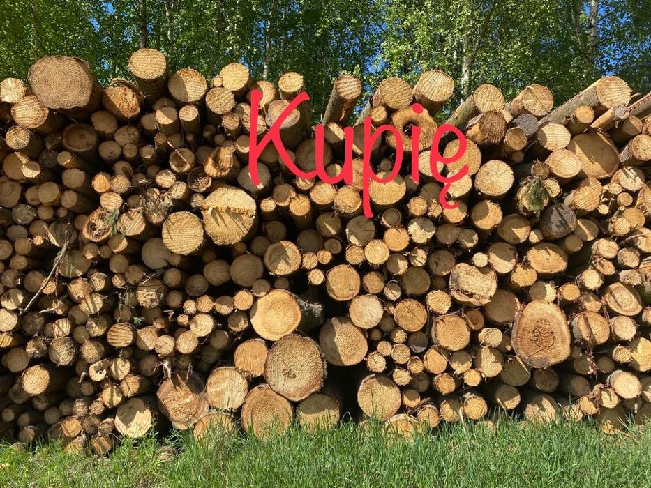 Zakupię papierówkę, metry, transport - sosna, świerk, brzoza, olcha