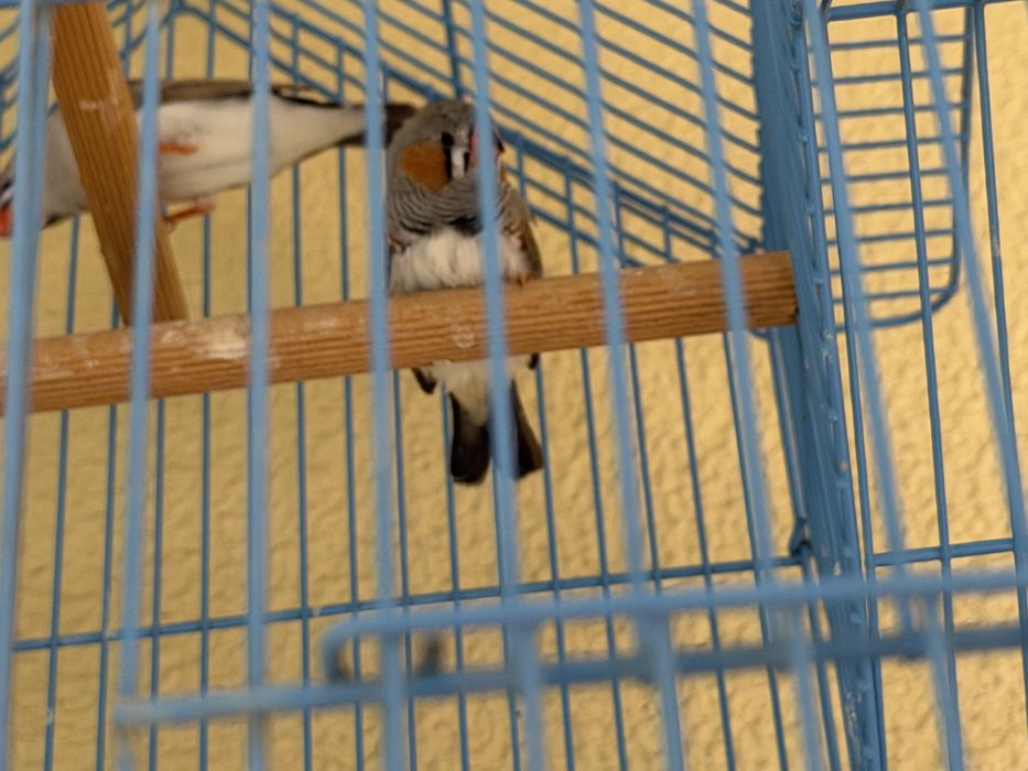 Vende-se Mandarins
