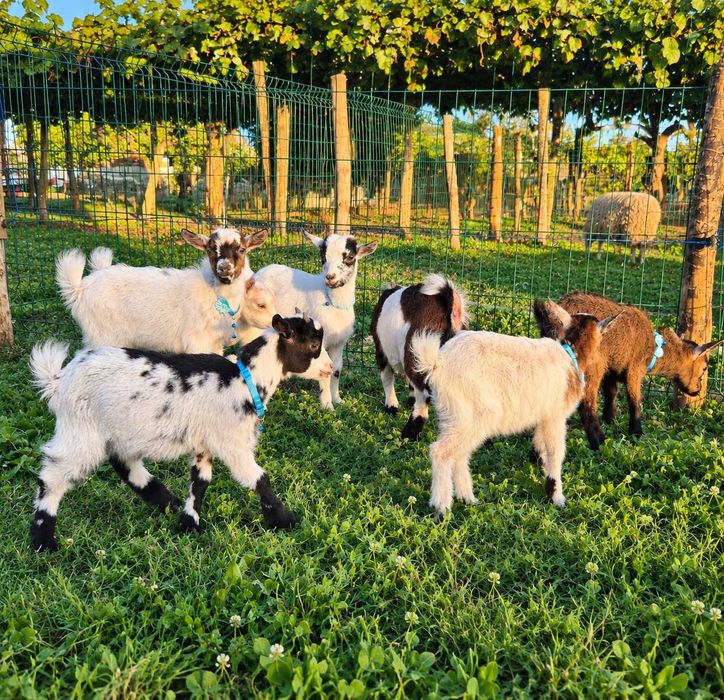 Cabras Anãs e Cabrinhas Micro Anãs